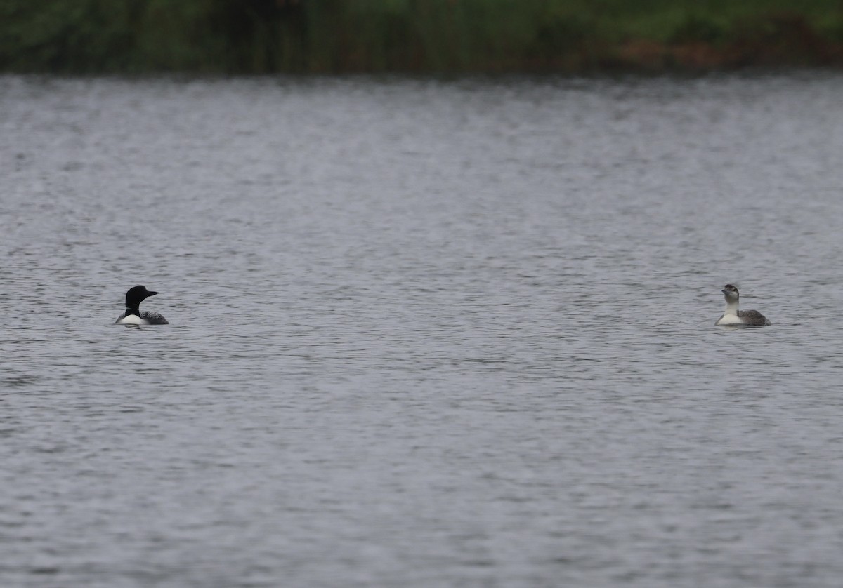 Common Loon - Jeff Vinosky