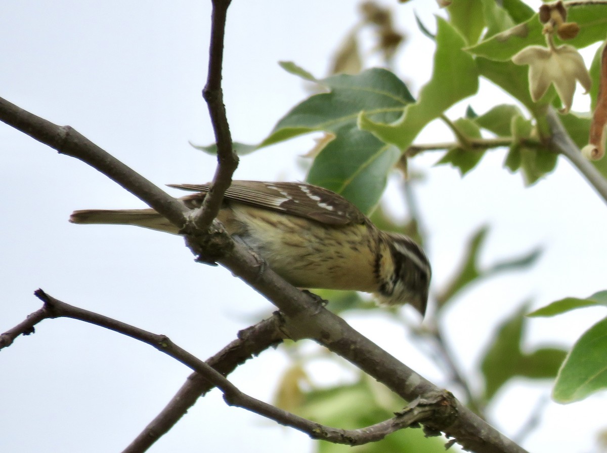 Black-headed Grosbeak - ML618766378