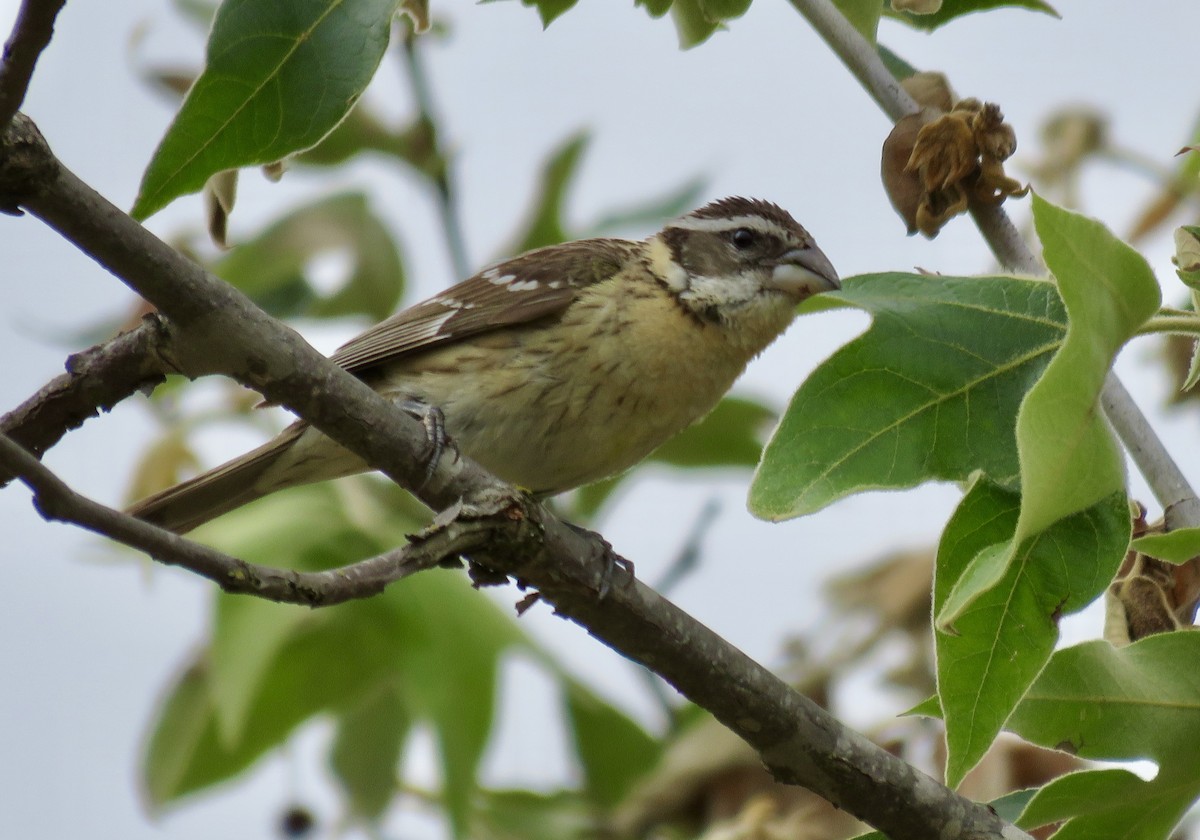 Black-headed Grosbeak - ML618766380