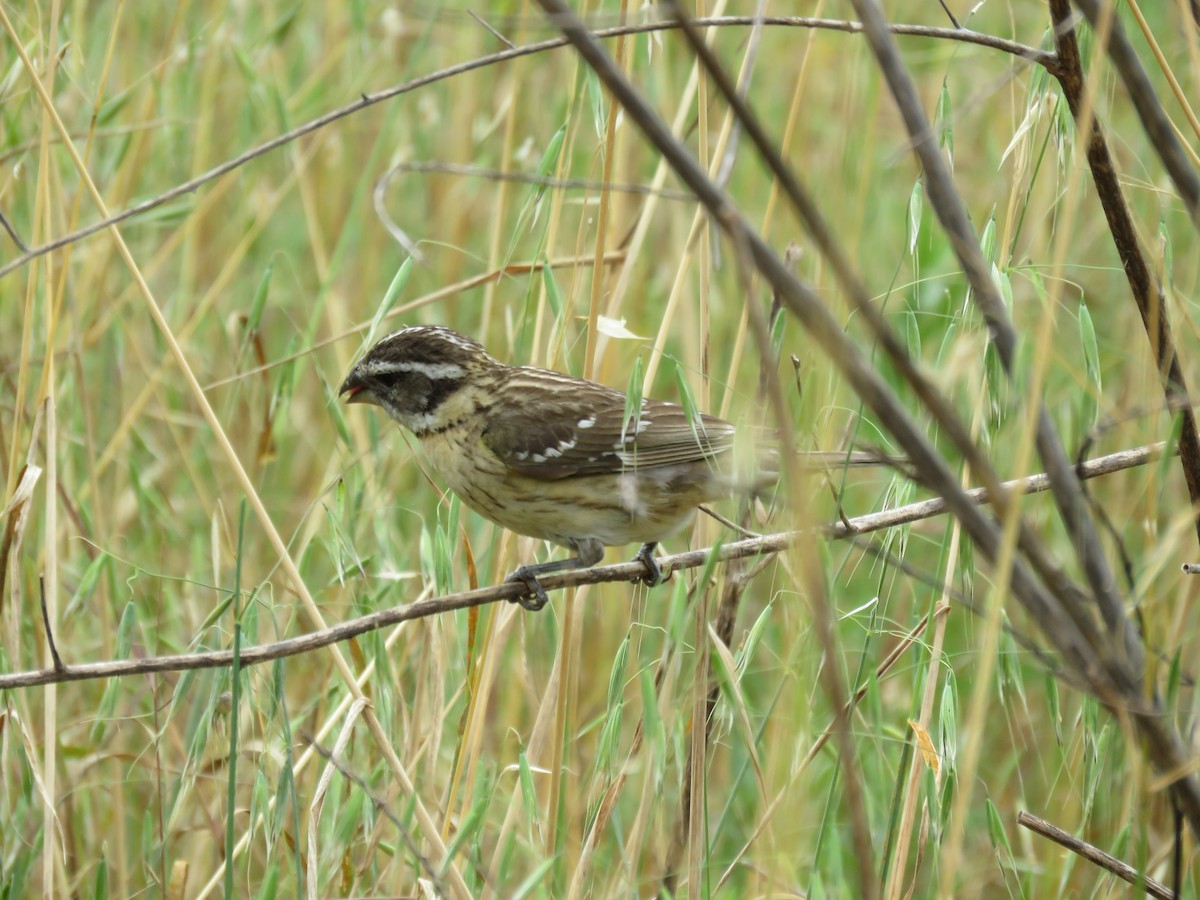 Black-headed Grosbeak - ML618766382