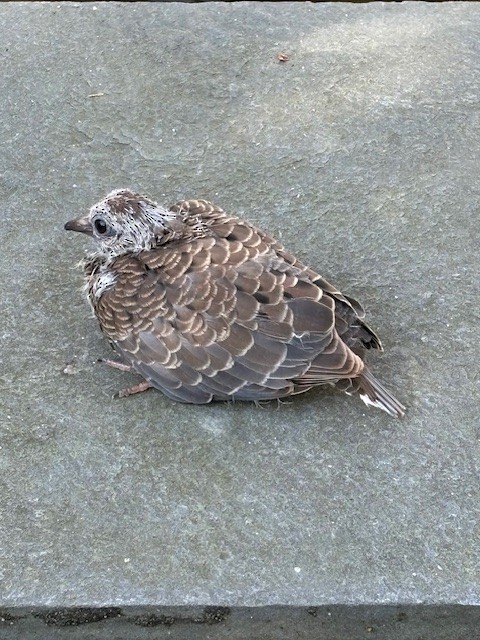 Mourning Dove - ML618766405