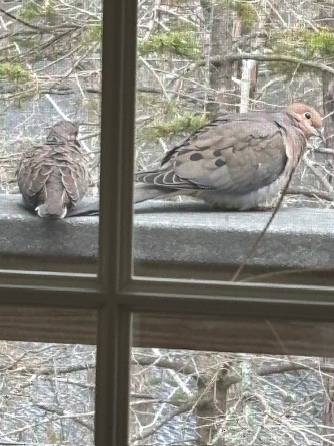 Mourning Dove - ML618766410