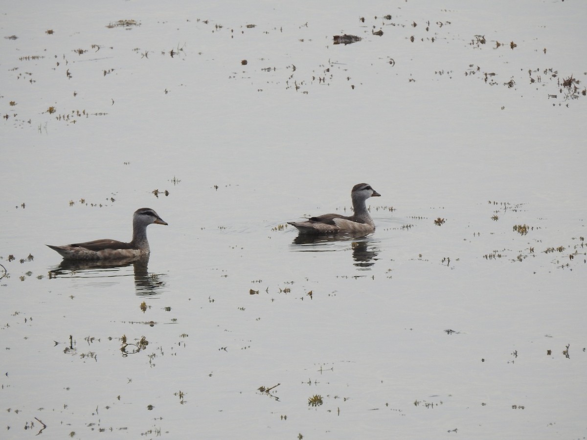 Garganey - Reshma Tadvi