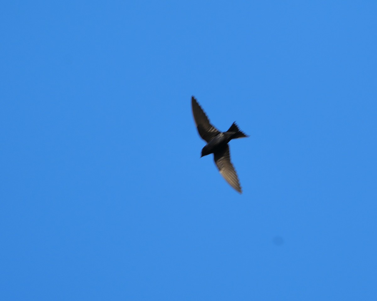 Purple Martin - Gloria Markiewicz