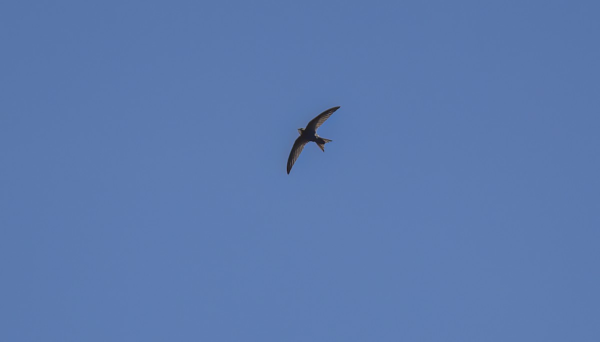 Pallid Swift - ML618766444