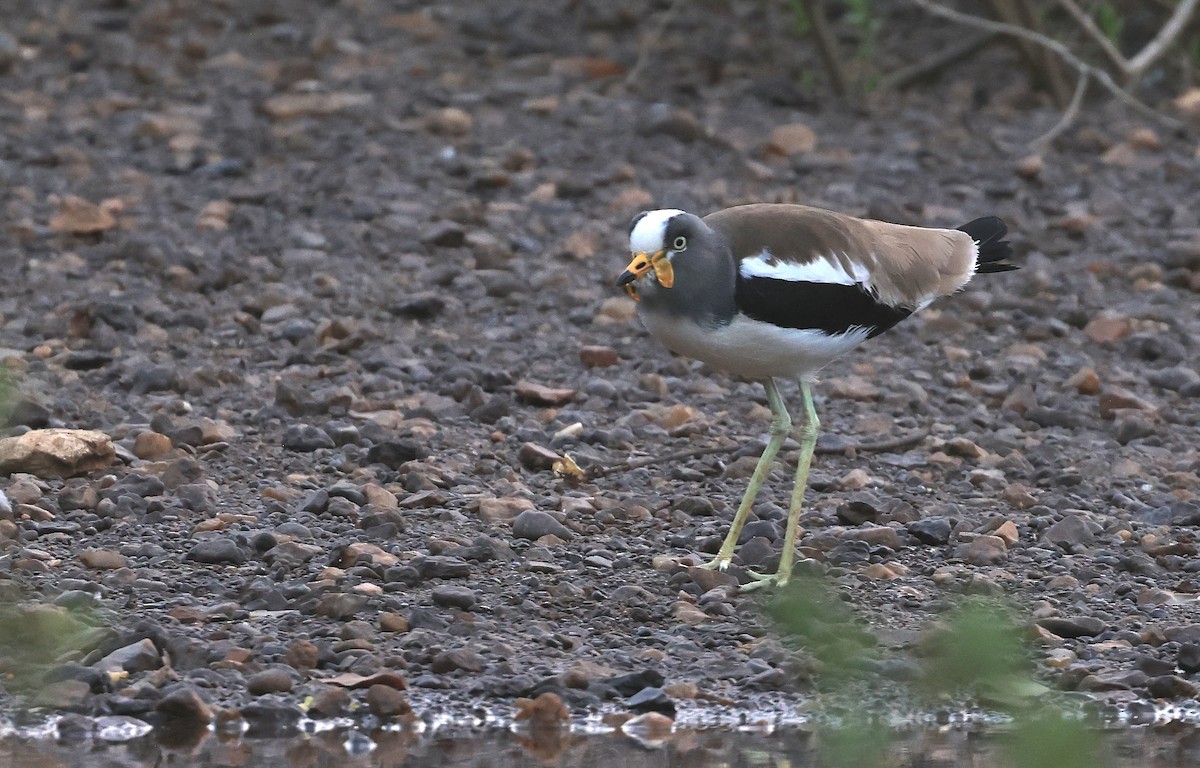 White-crowned Lapwing - ML618766446