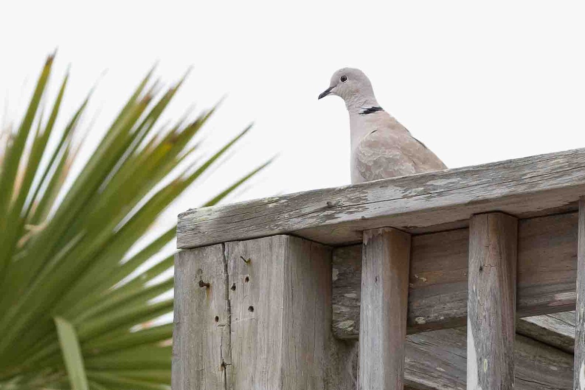 Eurasian Collared-Dove - ML618766450