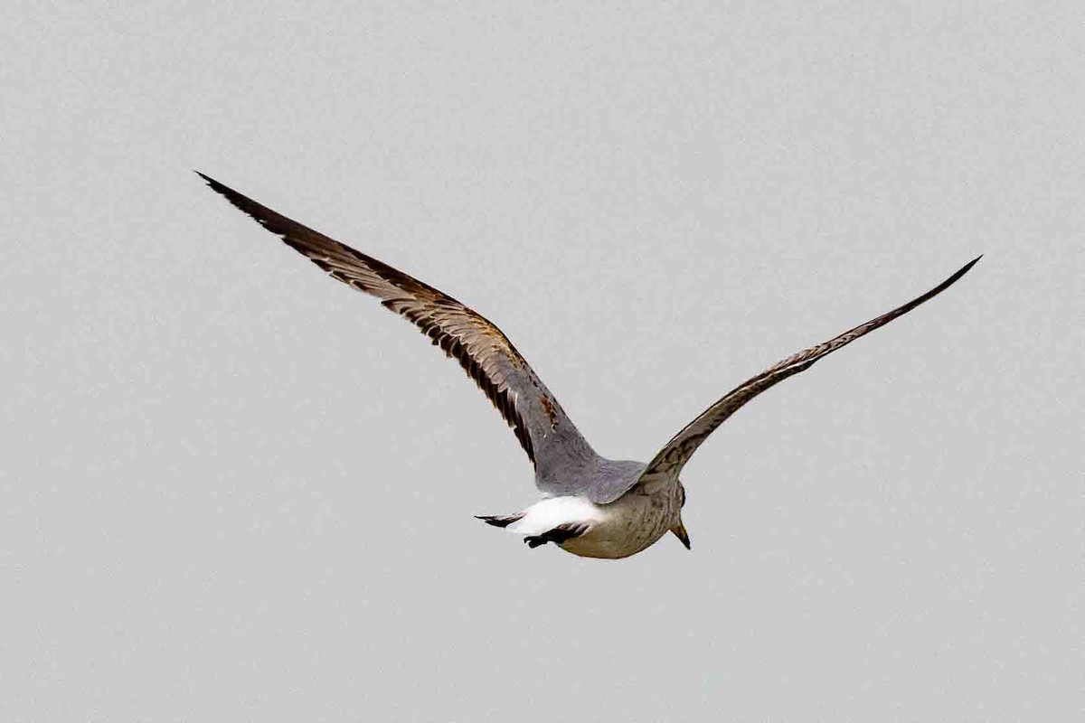 Laughing Gull - ML618766460