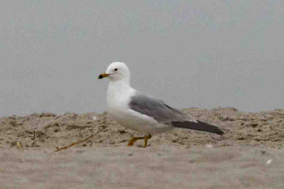 Ring-billed Gull - Ann Van Sant