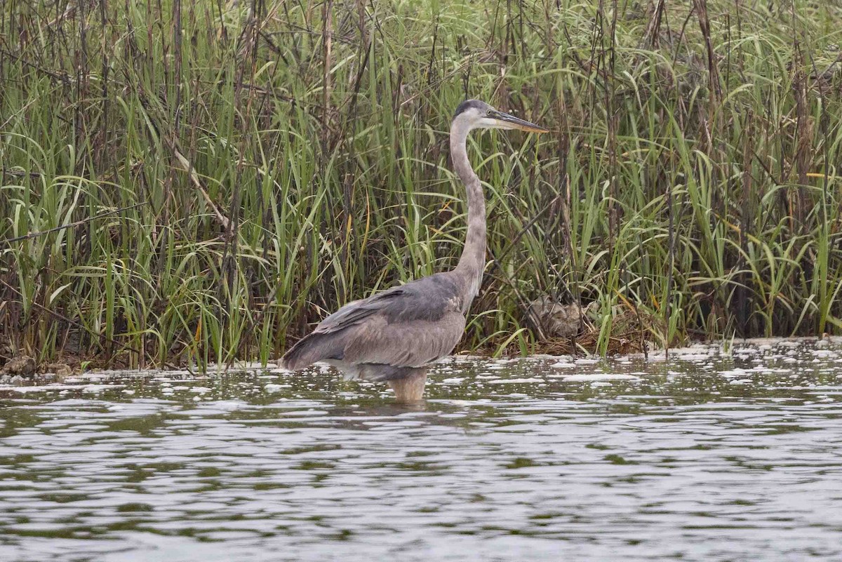 Great Blue Heron - ML618766476