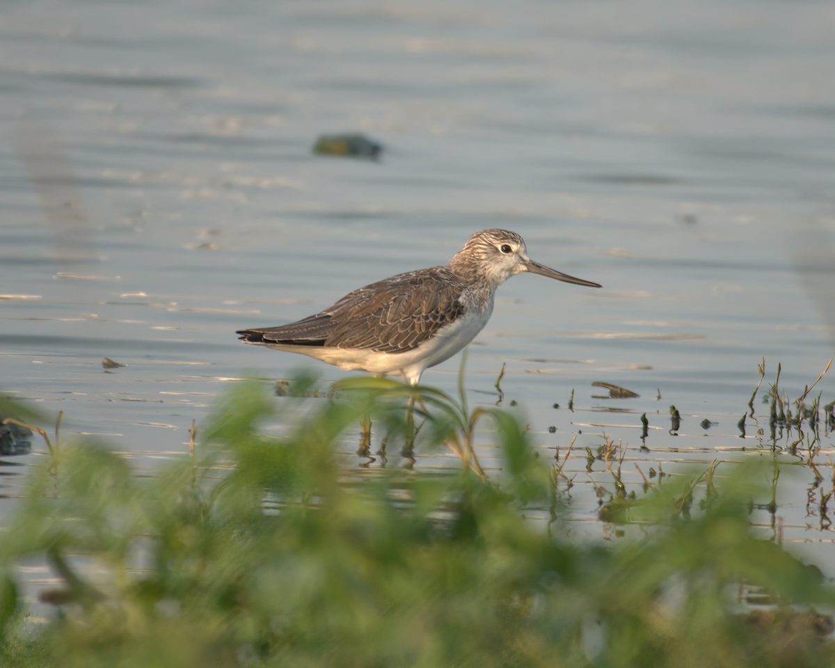 Common Greenshank - Jayendra Rakesh Yeka