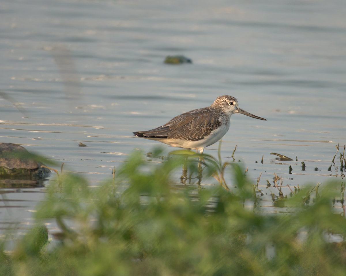 Common Greenshank - Jayendra Rakesh Yeka