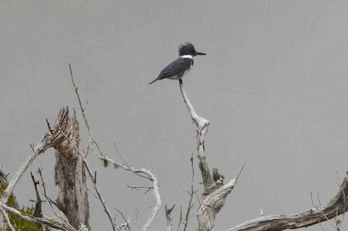 Belted Kingfisher - ML618766484