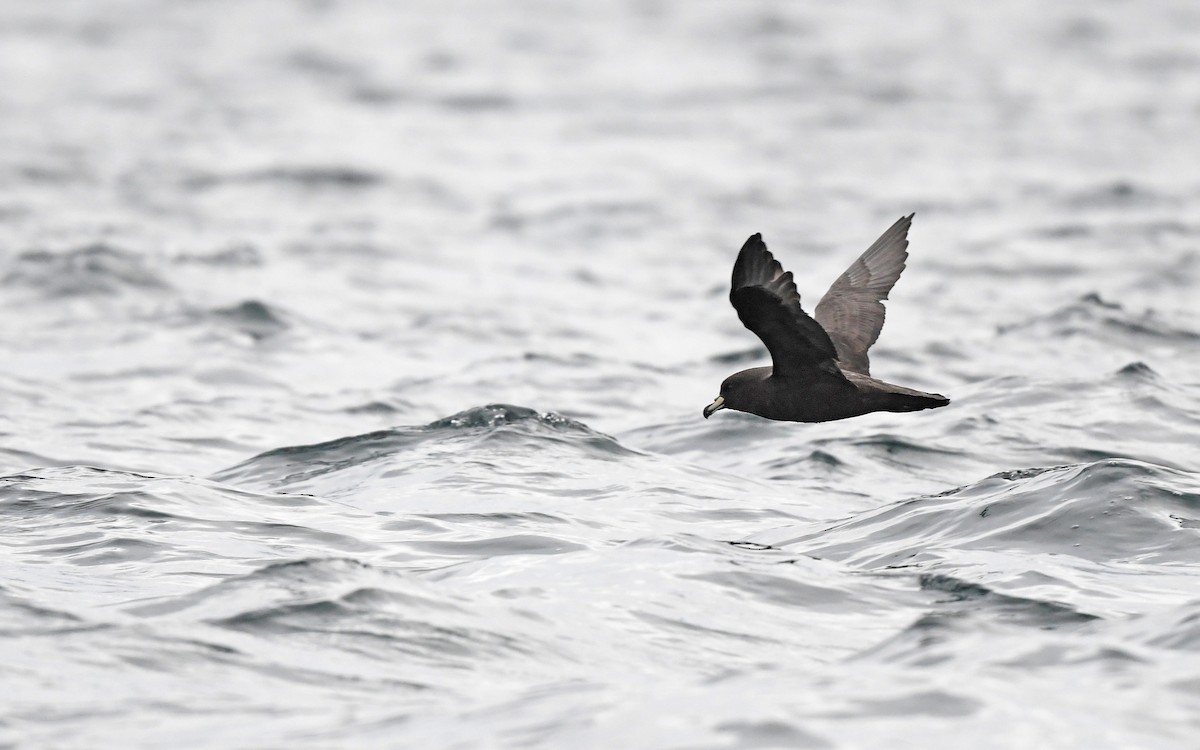 Westland Petrel - Christoph Moning