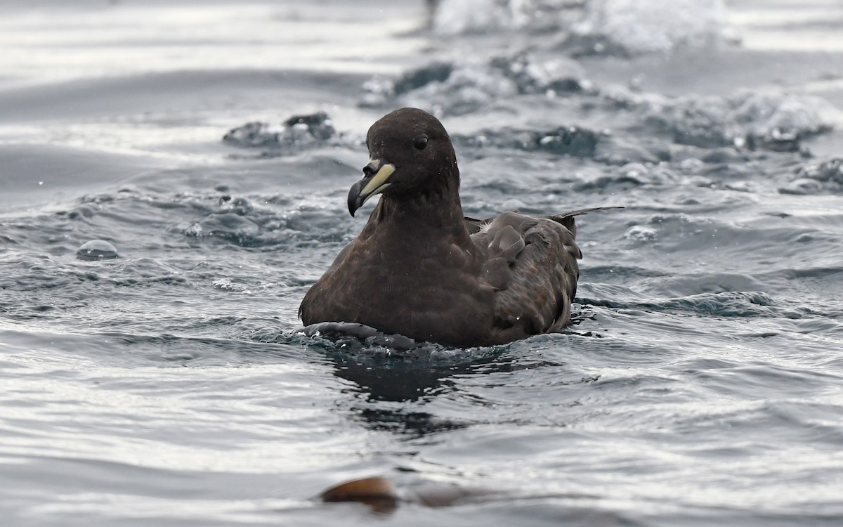 Westland Petrel - ML618766498