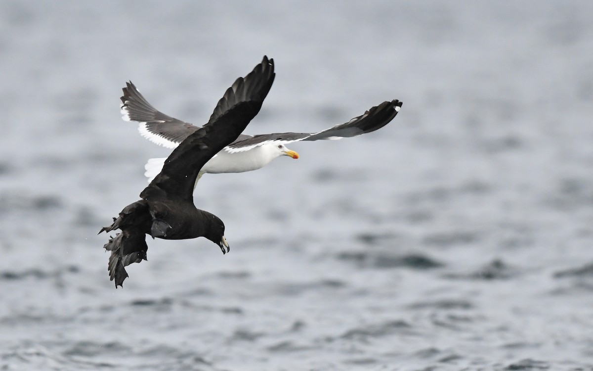 Westland Petrel - Christoph Moning