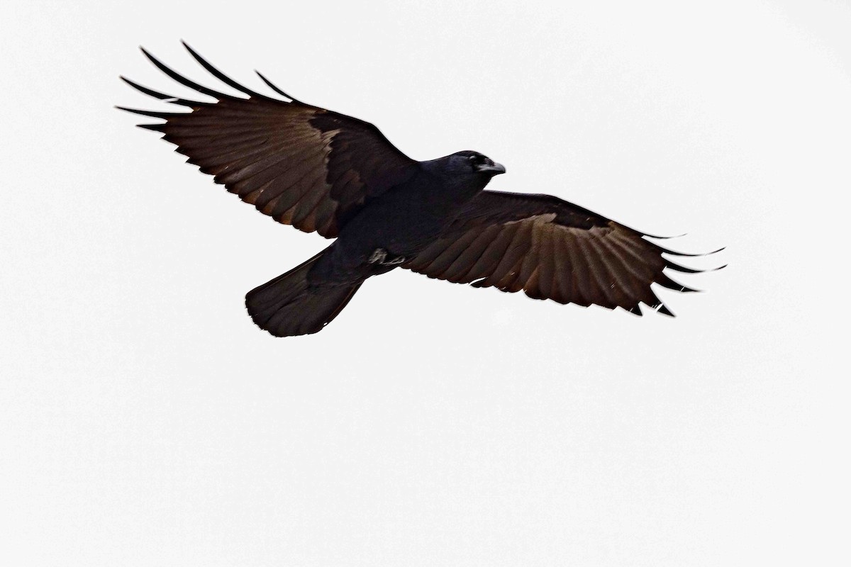 American Crow - ML618766507