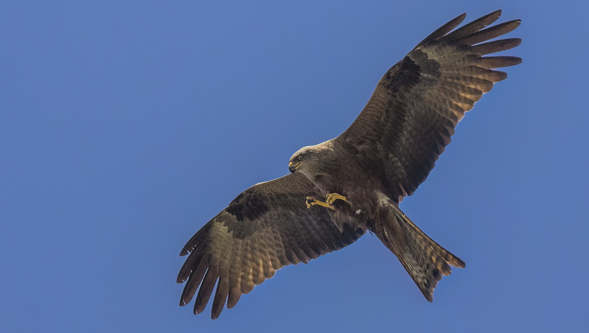 Black Kite - ML618766536