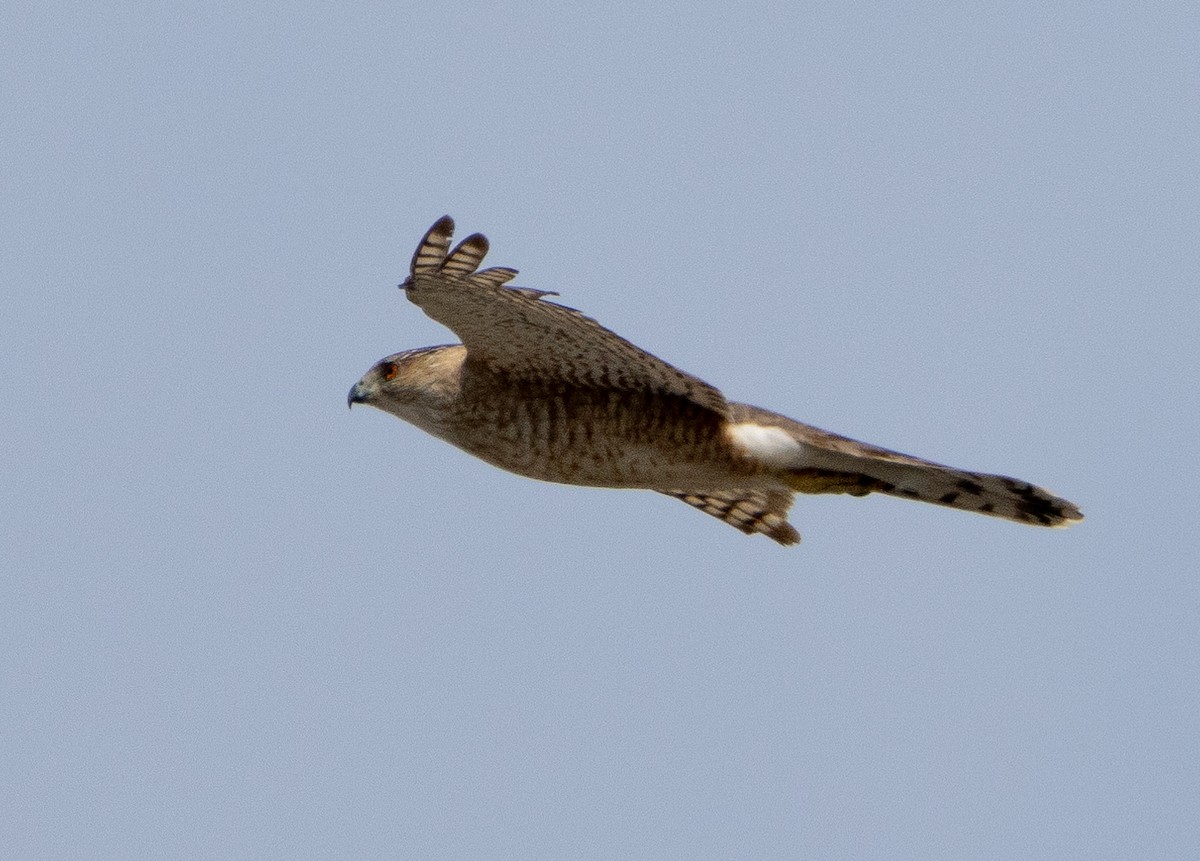 Cooper's Hawk - Jenny Rogers