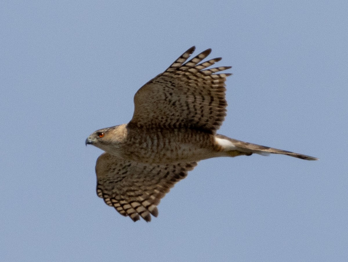 Cooper's Hawk - ML618766542