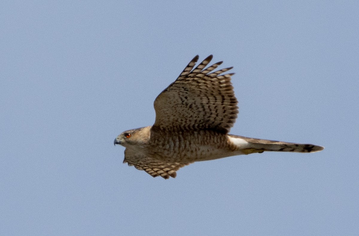 Cooper's Hawk - ML618766544