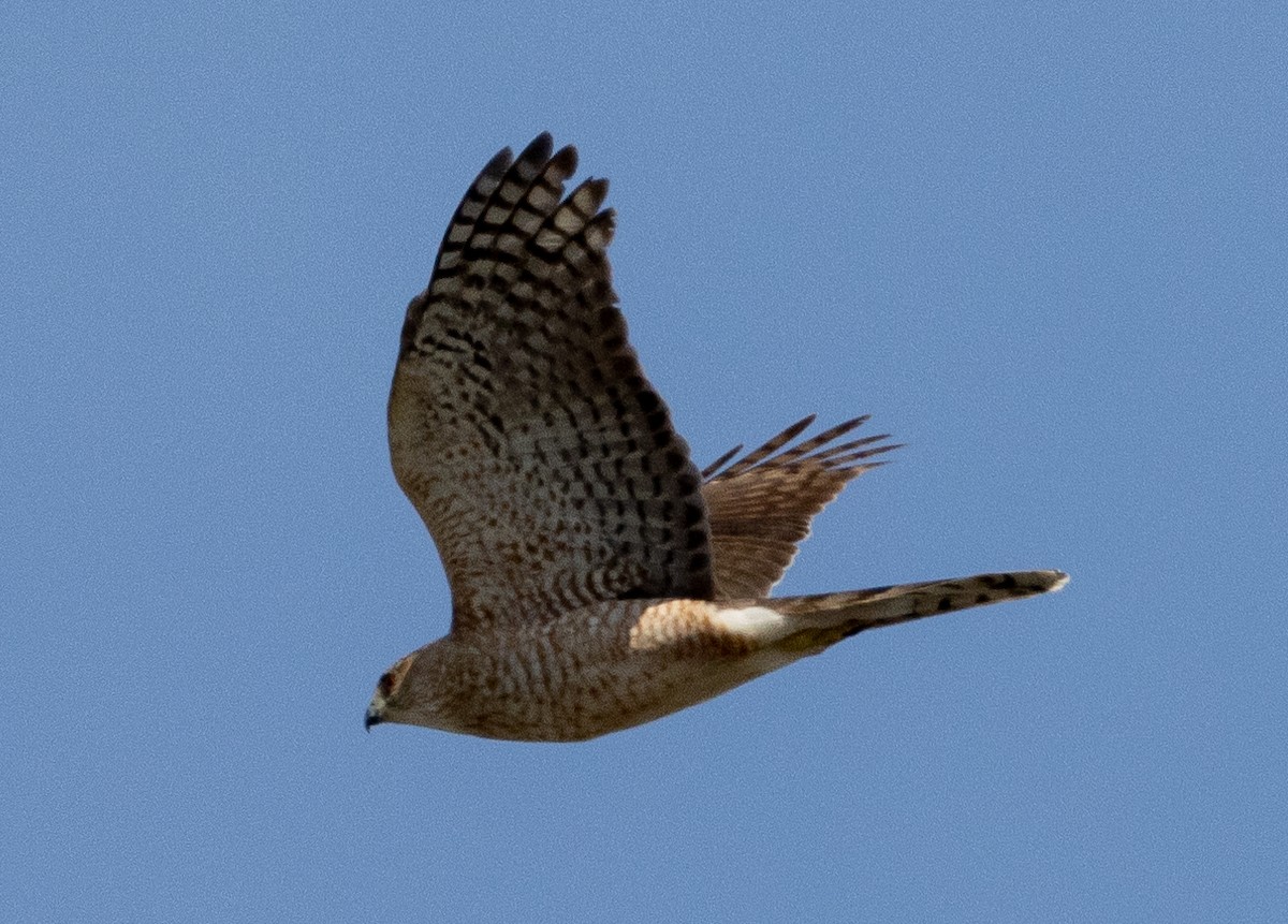 Cooper's Hawk - ML618766548