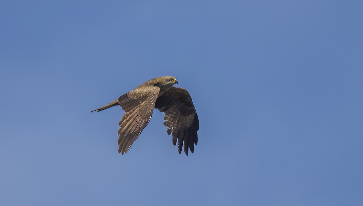 Black Kite - ML618766549