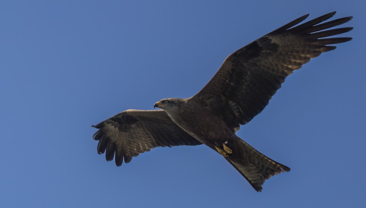 Black Kite - ML618766550