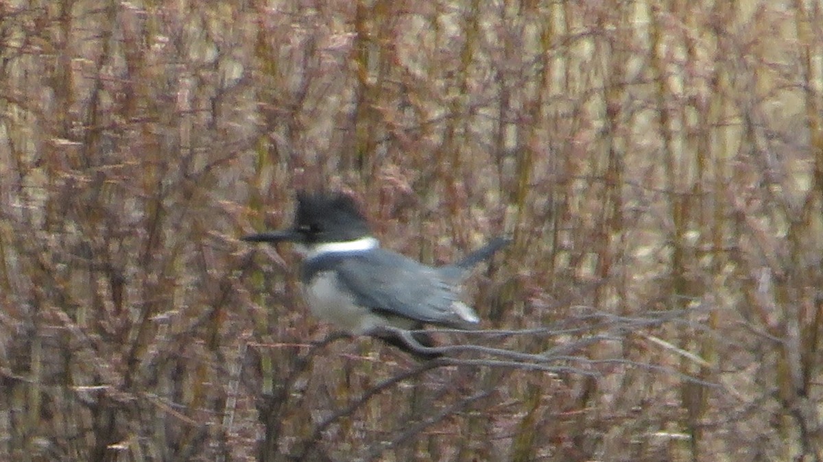 Belted Kingfisher - James P.