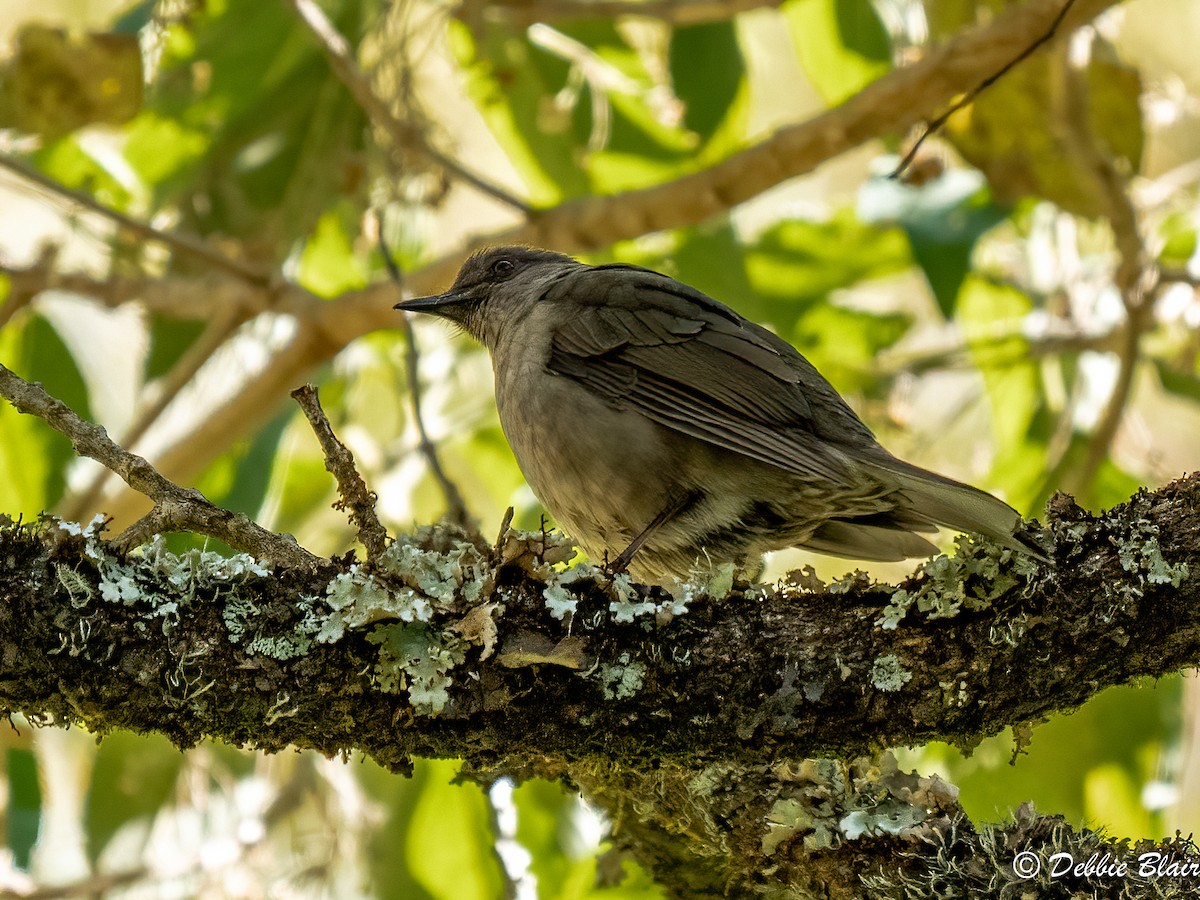 Mountain Thrush - ML618766571