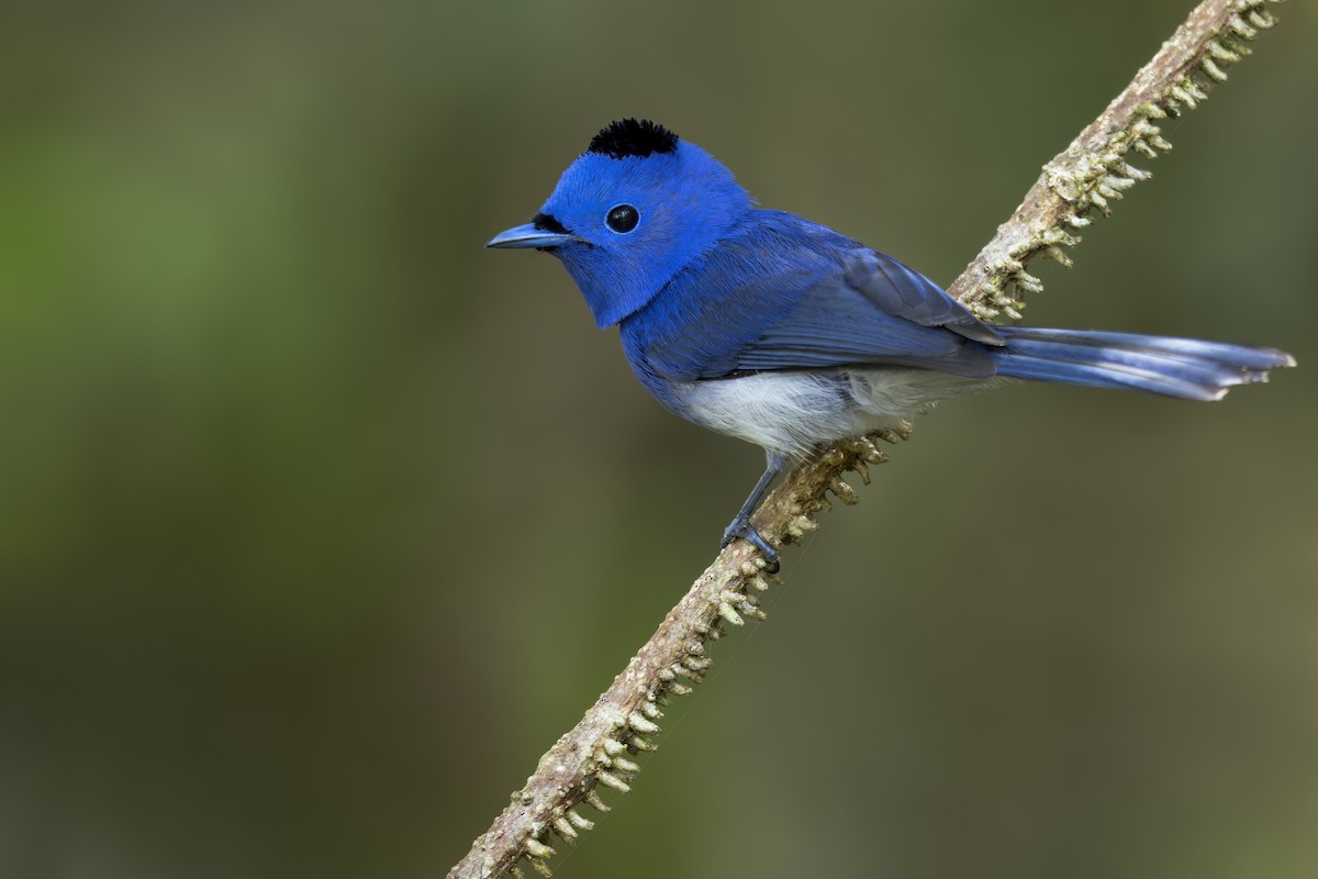 Black-naped Monarch - ML618766577