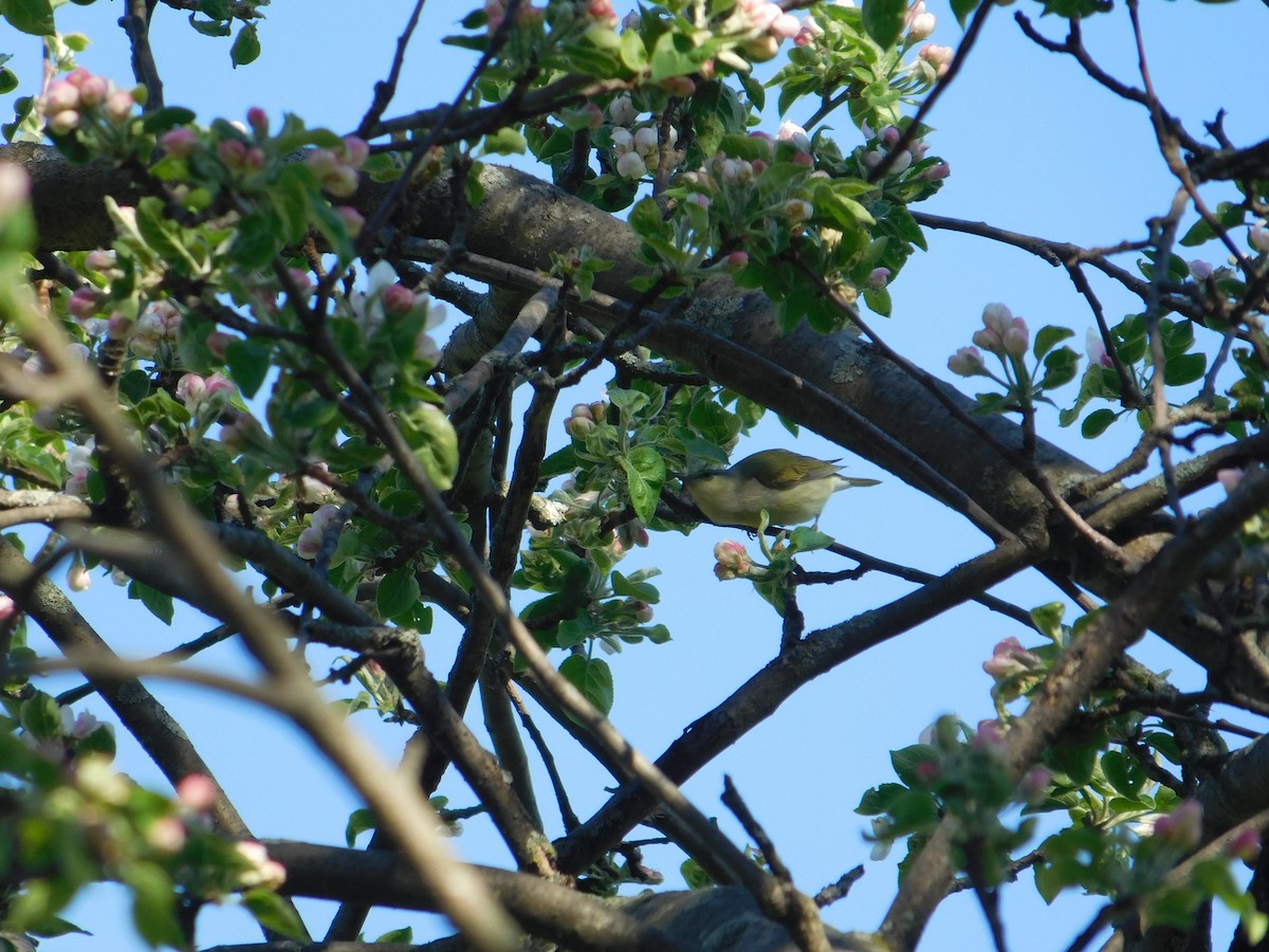 Tennessee Warbler - Arrow Z L