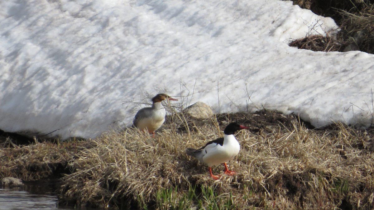 Common Merganser - James P.