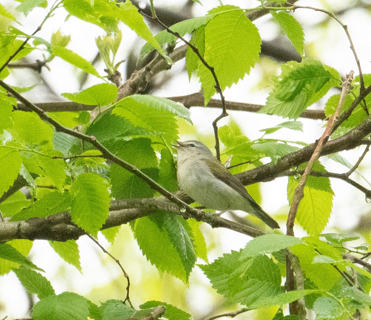 Tennesse Ötleğeni - ML618766611