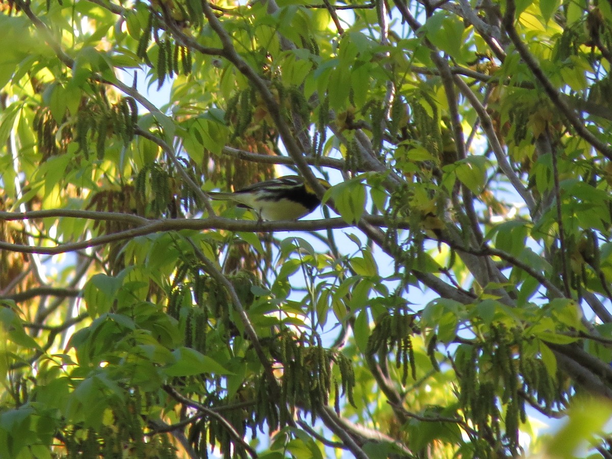 Black-throated Green Warbler - ML618766618