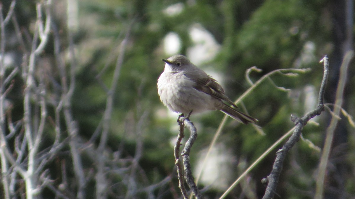 Townsend's Solitaire - James P.