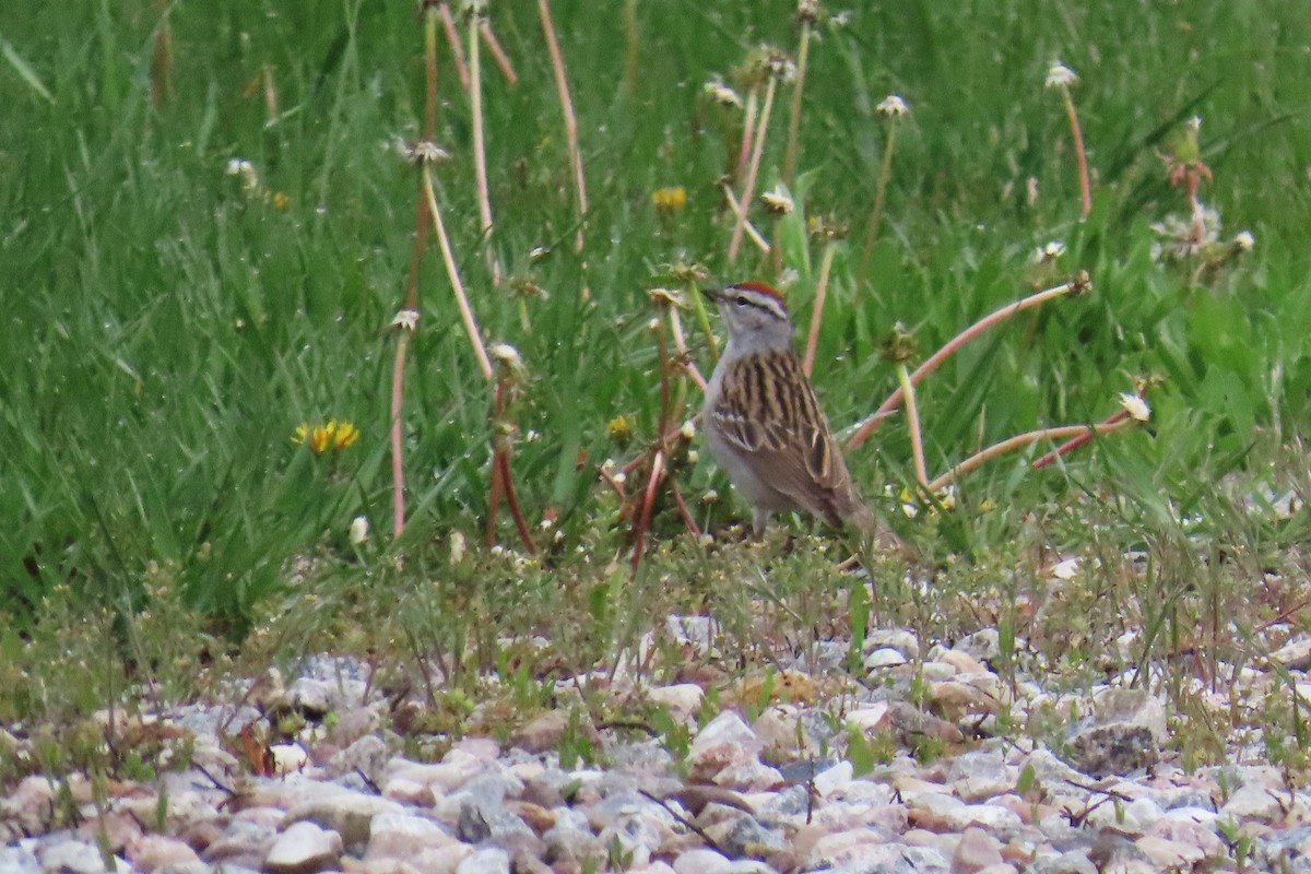 Chipping Sparrow - Del Nelson