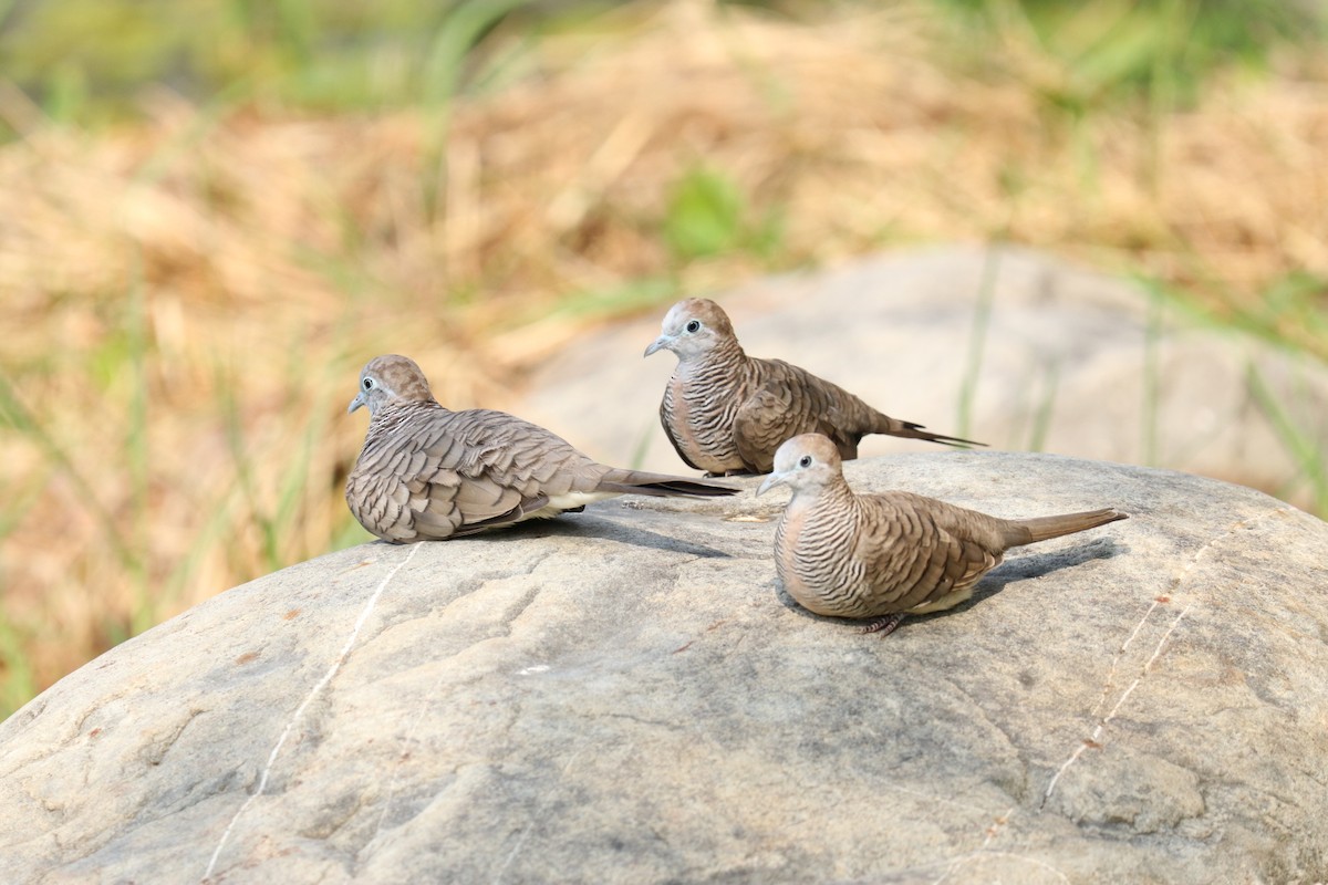 Zebra Dove - ML618766694