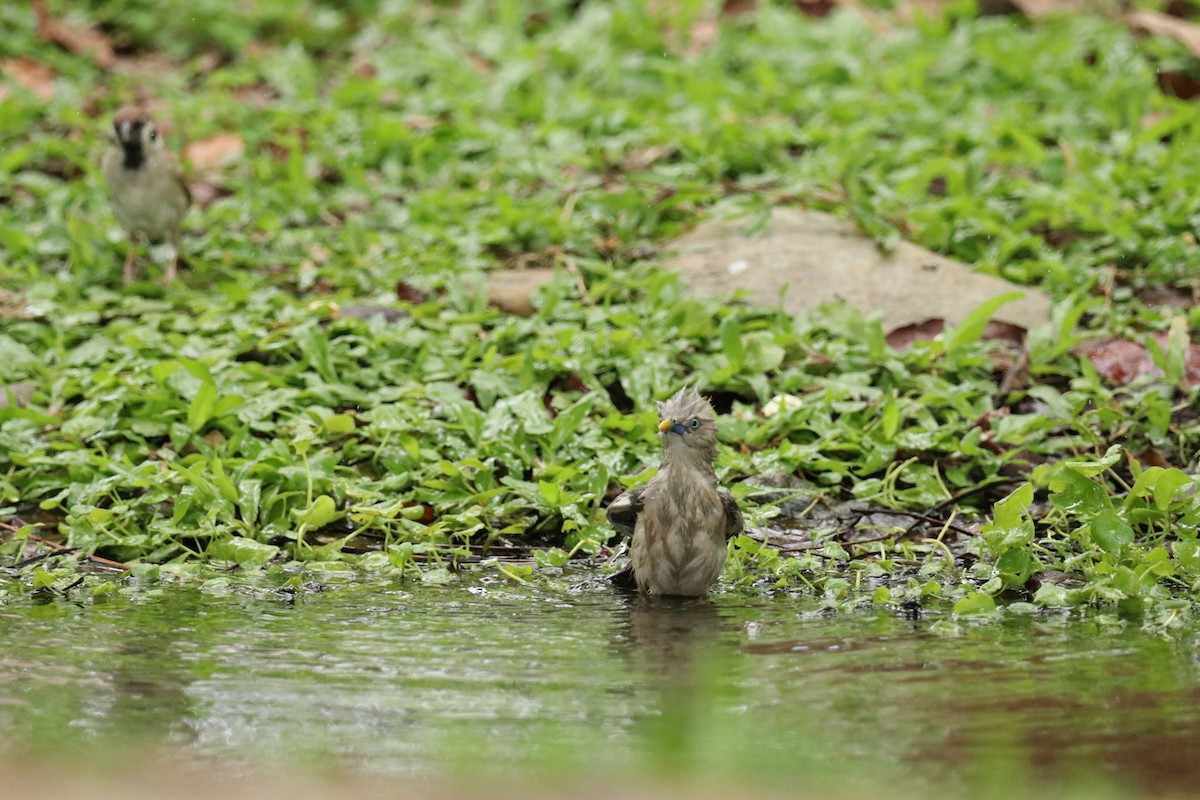 Chestnut-tailed Starling - ML618766707