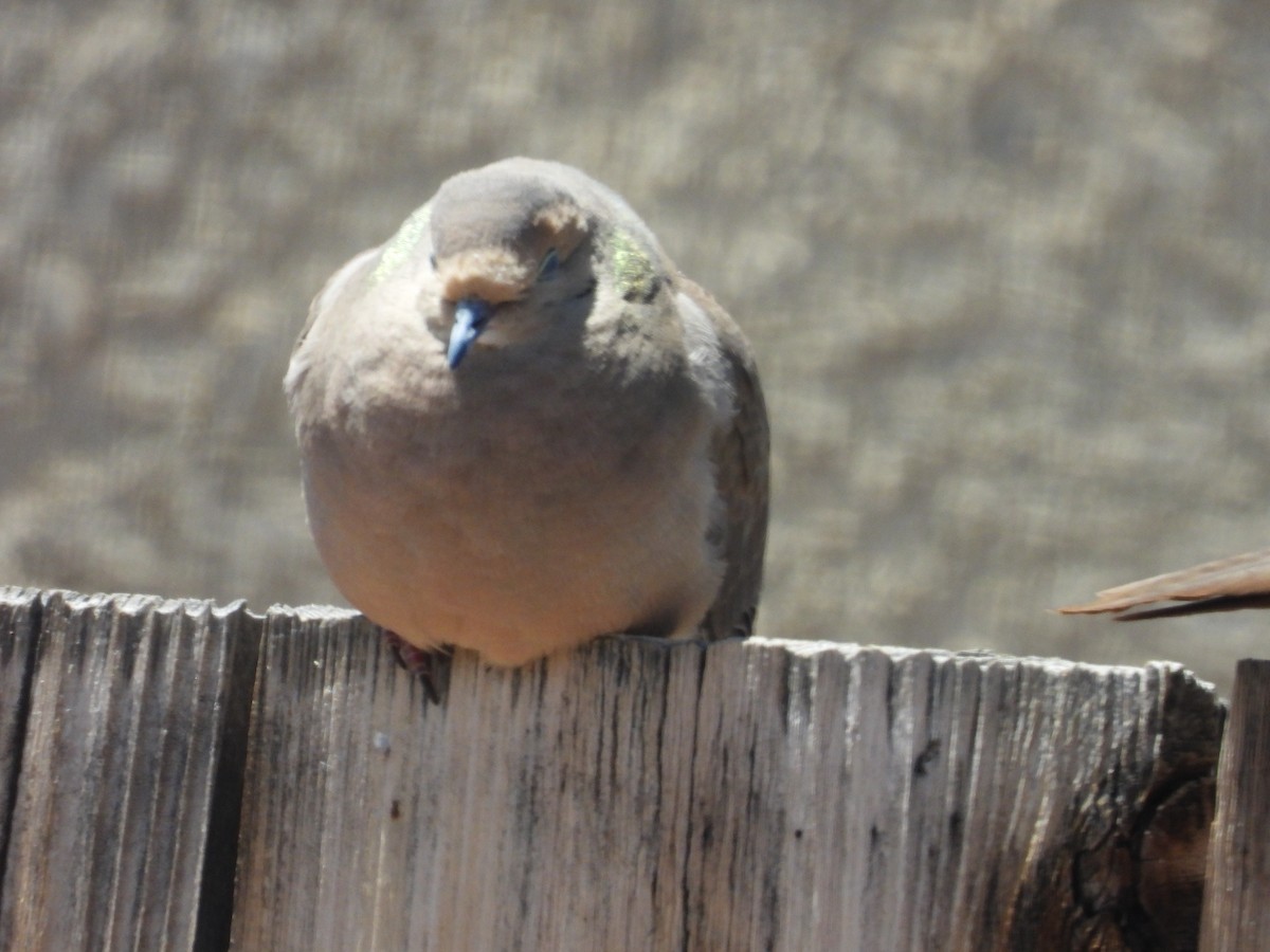 Mourning Dove - ML618766715