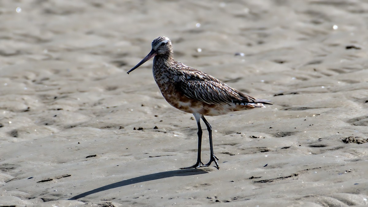 Bar-tailed Godwit - Alain Retière