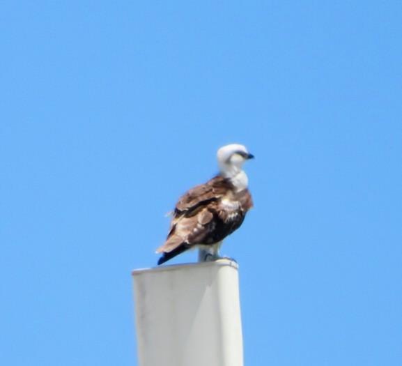 Águila Pescadora - ML618766764