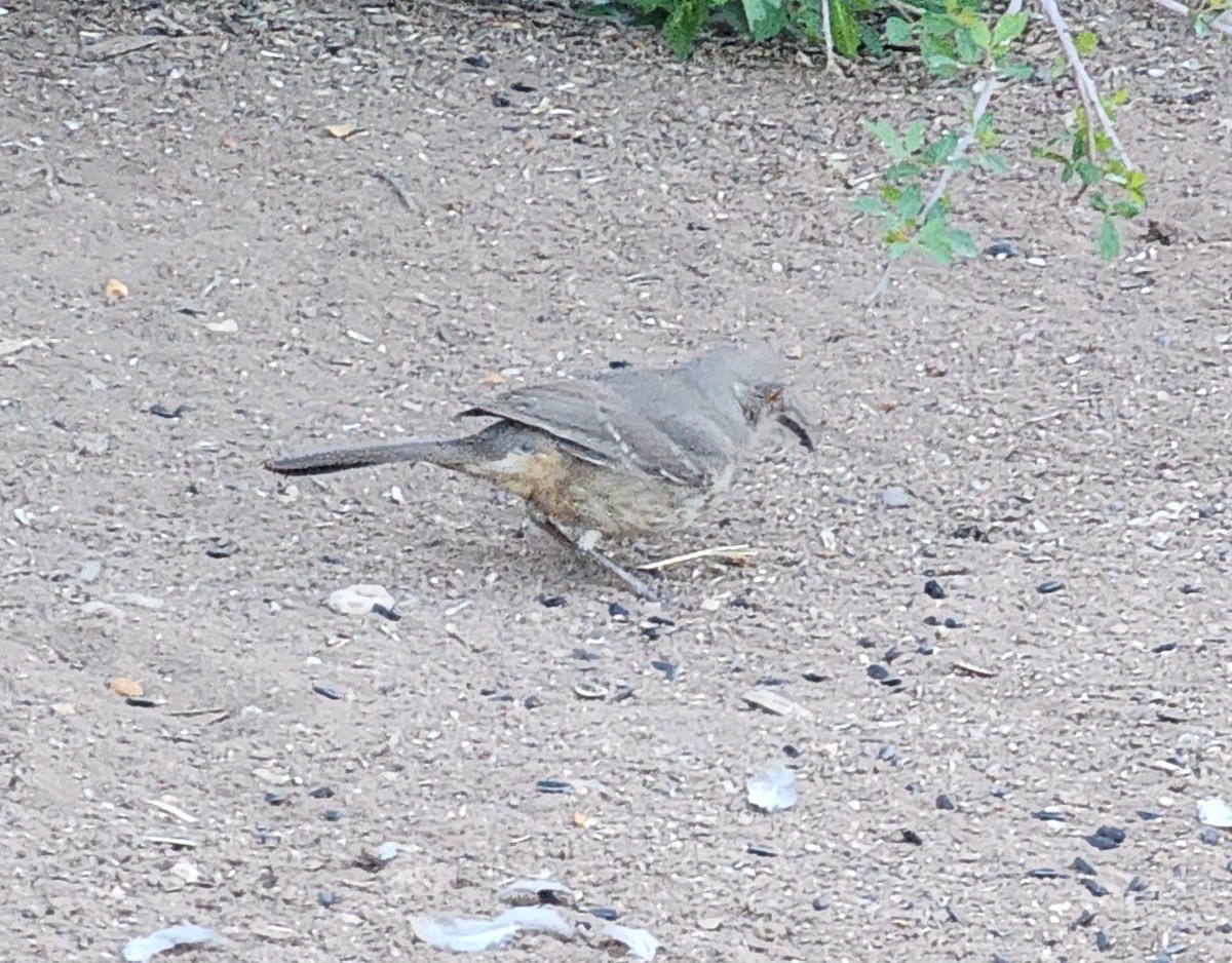 Curve-billed Thrasher - Nancy Cox