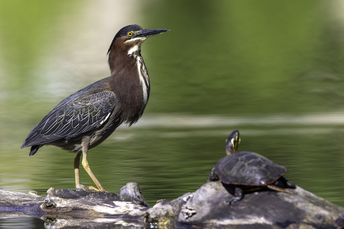 Green Heron - Seth Konner