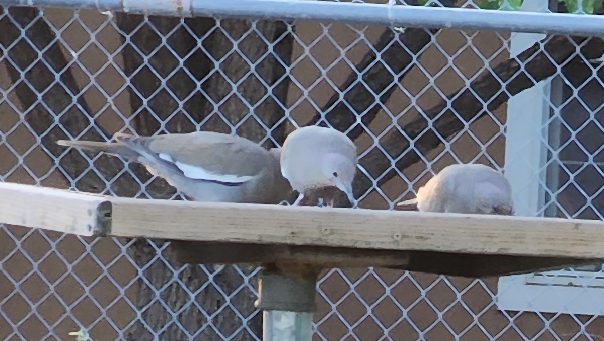 White-winged Dove - Nancy Cox