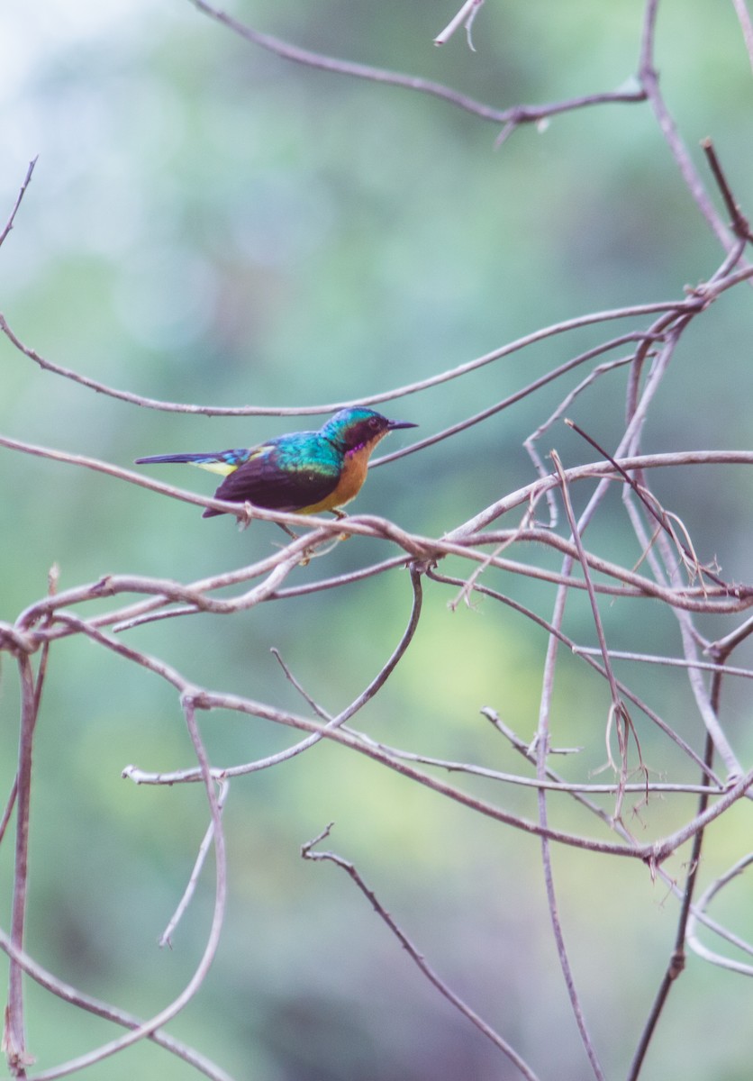 Ruby-cheeked Sunbird - Dipankar Dev