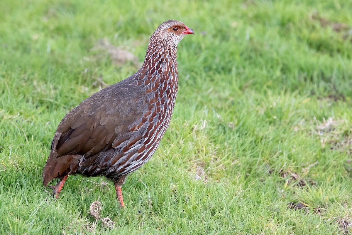 Jackson's Spurfowl - ML618766861