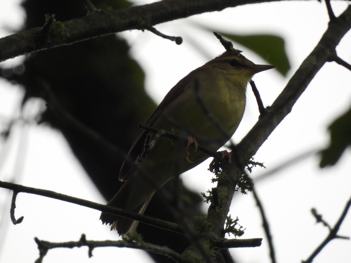 Swainson's Warbler - Brian Marra