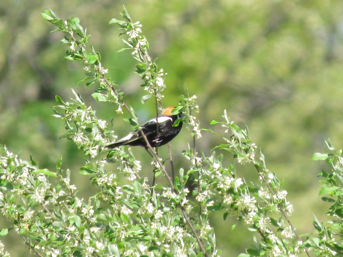 bobolink americký - ML618766884