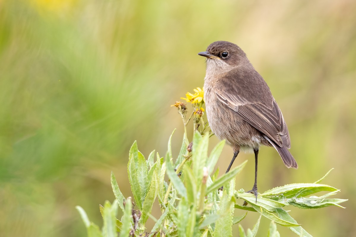 Moorland Chat (Mt. Kenya) - Daniel Danckwerts (Rockjumper Birding Tours)